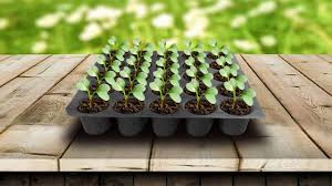 Seedling Trays